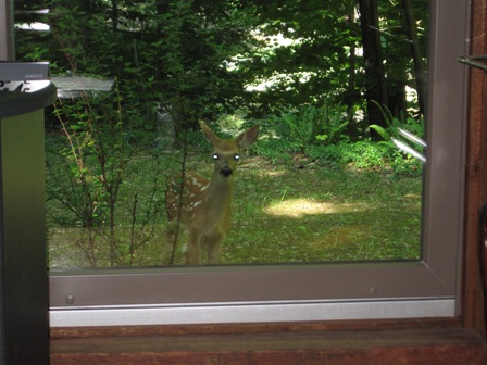 Fawn at Window